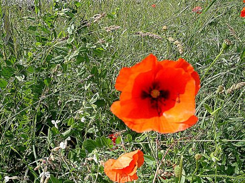 coquelicot.jpg