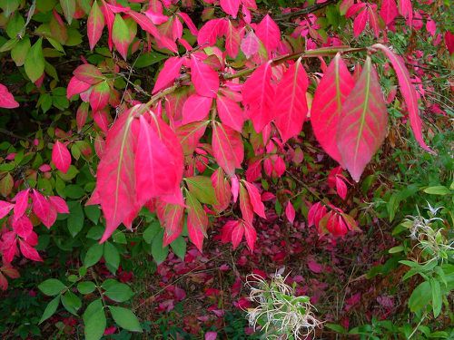 automne-rouge2.jpg