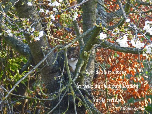 Chat perché dans le ceriseir