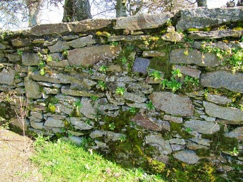 Vieux mur