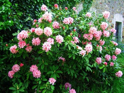 Rhodo