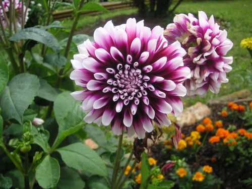 DAHLIA DEVANT 2