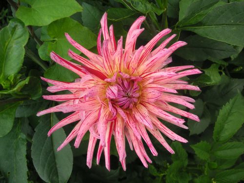 DAHLIA STRIE 1