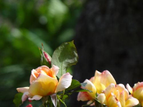 DSC00418