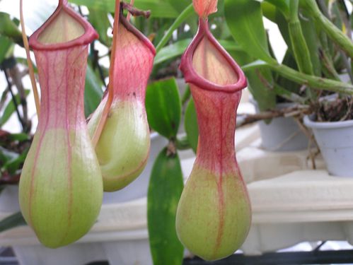 Carnivore Nepenthes