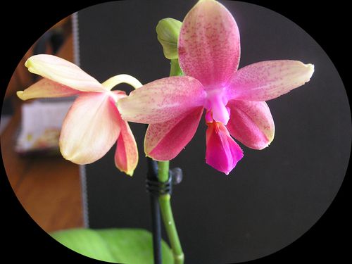 Phalaenopsis-lio-doro--2-.jpg