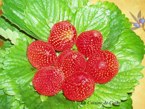 fraises--5-.JPG