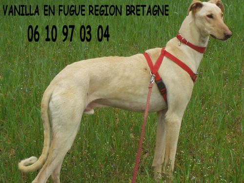 VANILLA EN FUGUE