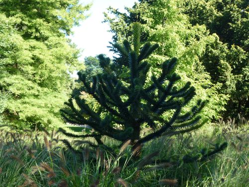 Arboretum-Chatenay-Malabry-006.JPG