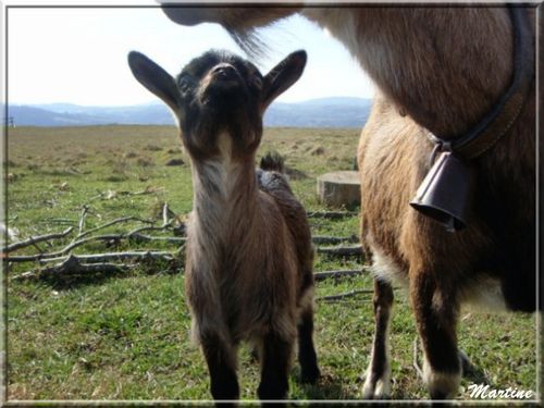 Animaux Seyssuel (3)