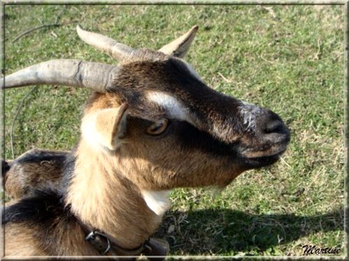 Animaux Seyssuel (4)