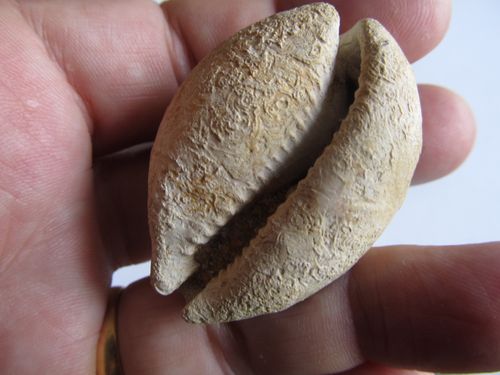 cypraea2 4061