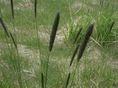 Fléoles des prés Phleum pratense