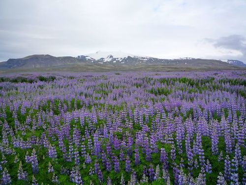 lupins-4