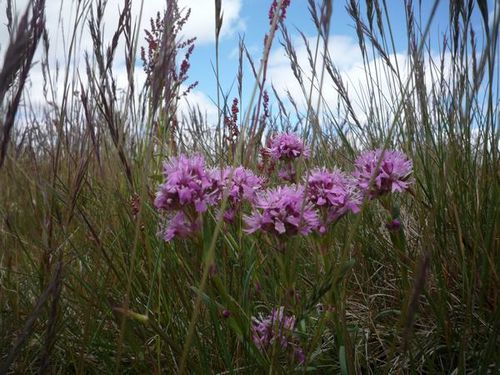 lychnis des Alpes-1