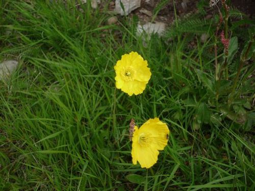 pavot d'islande jaune