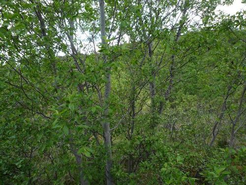 salix borealis