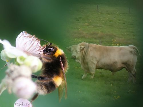 Taureau montage