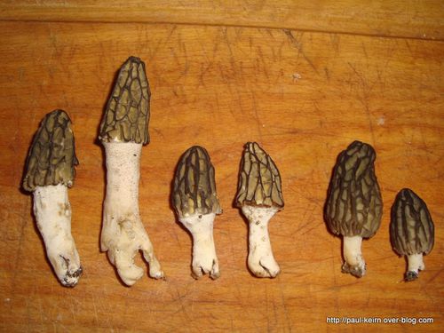 Cueillette des morilles 0 (49)