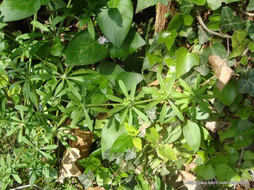 Ou chercher biotope morilles 00(177)