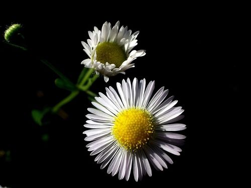 Marguerites