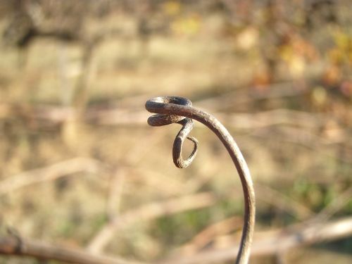 LES VRILLES DE LA VIGNE (2)
