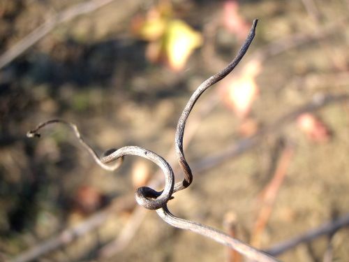 LES VRILLES DE LA VIGNE (3)