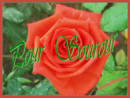pour sourour