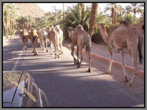 les chameaux a la sortie de zagora