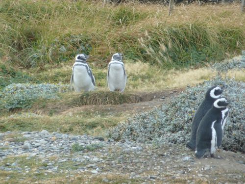 Pingüinera Seno Otway (26)