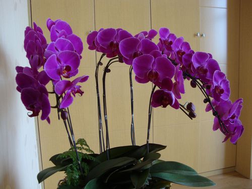 orchidees.JPG