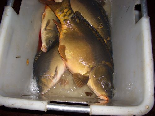 Carpes