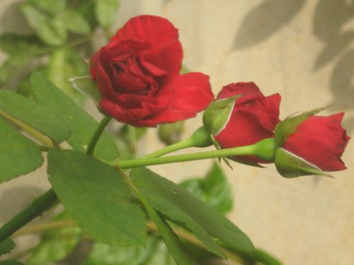 boutons-de-fleurs 0846