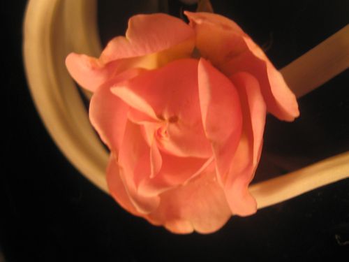 compo-florales 2510