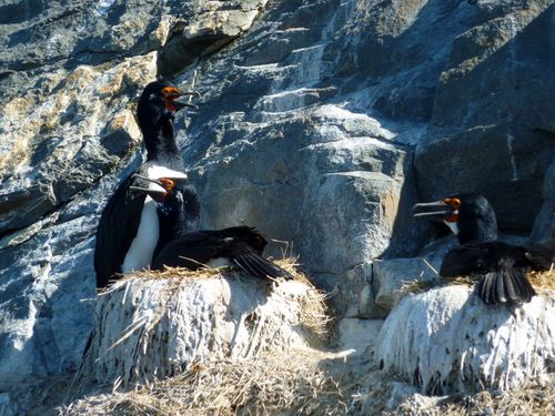A14 Ushuaia - cormorans de rocher 01