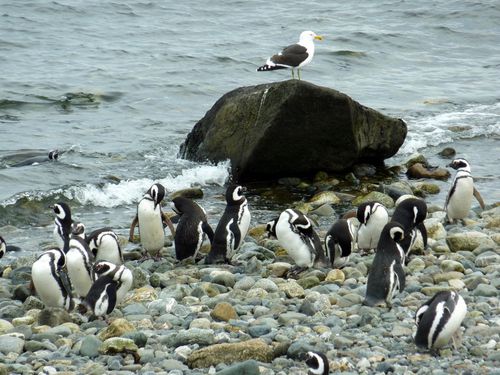 C15 Punta Arenas - Isla Magdalena 41