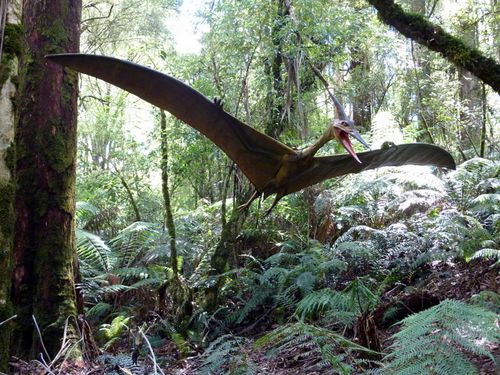 06 Great Ocean Road - Beech forest 10