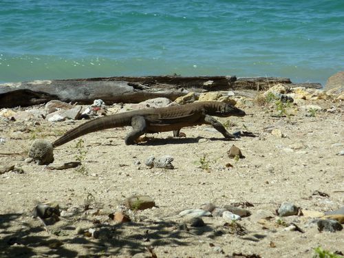 07 Lombok Flores - Komodo 114