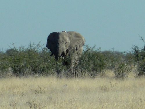 02 Etosha - Halali Elephants 54