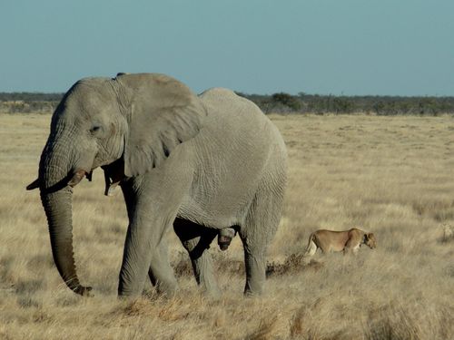 02 Etosha - Halali Elephants 63