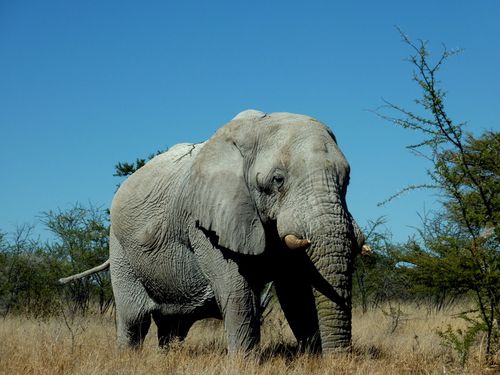 02 Etosha - Namutoni Eléphant 06