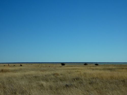 02 Etosha - Namutoni Savanne 21