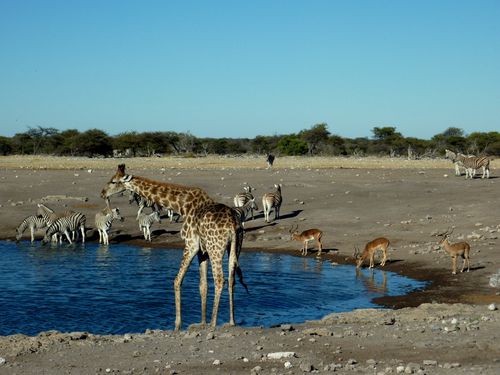 02 Etosha - Namutoni Zèbres 10