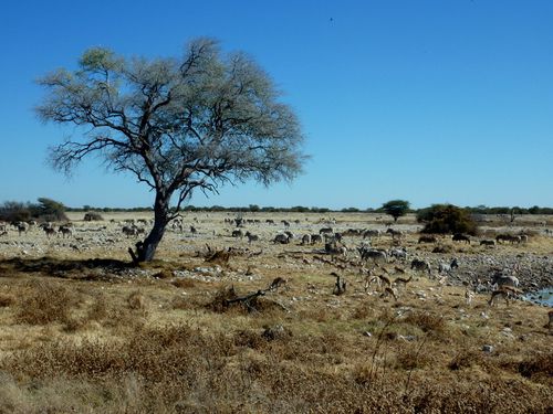 02 Etosha - Okaukuejo point d'eau 02