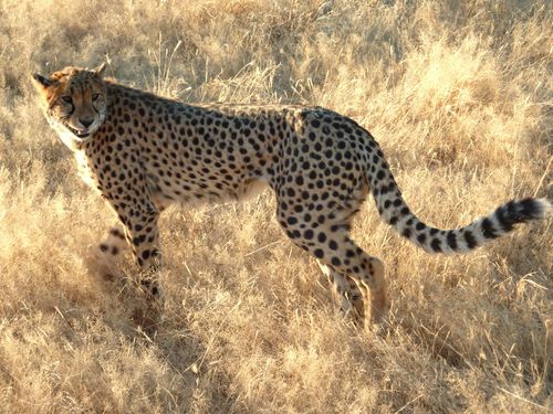 02 Etosha - Otjitontonwe Cheetah camp 29