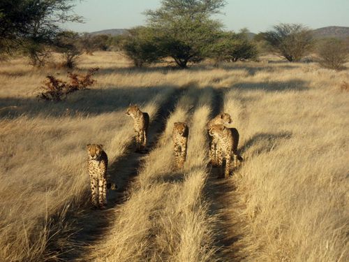 02 Etosha - Otjitontonwe Cheetah camp 39