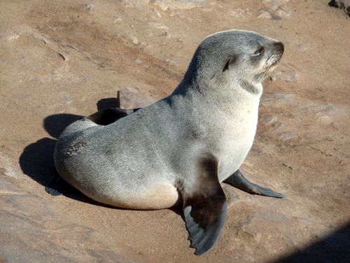 04 Skeleton coast - Cape Cross 12