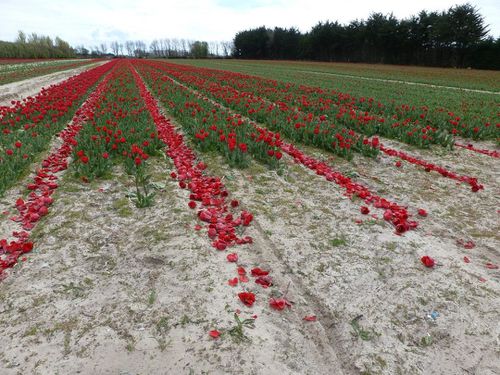 022 R tulipes à La Torche