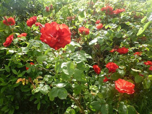 039 R roses de mon jardin