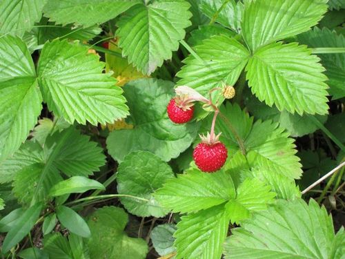 Fraises des bois le blog de masuyo Désign manger à salle Bois